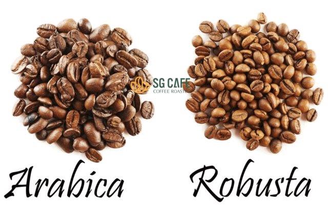Phân biệt cà phê Robusta và Arabica thông qua hạt
