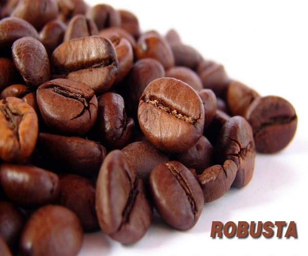Cà phê Robusta nguyên chất 100%